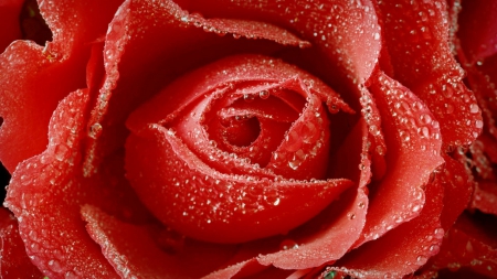 Red Rose with Water Drops - special, drops, red rose mothers day, water, mom, grandma, love