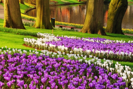 Keukenhof garden