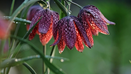 Flowers - nature, green, flowers, beautiful