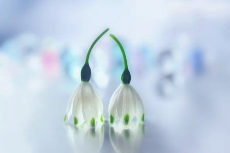 Alone with you - snowdrops, flowers, spring, couple