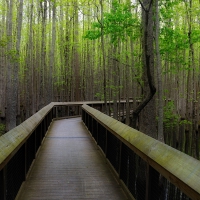 STROLL IN THE SWAMP