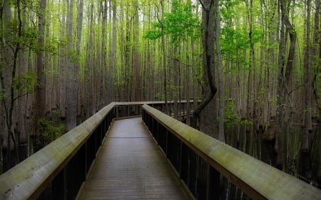 STROLL IN THE SWAMP - stroll, trees, bamboo, swamp