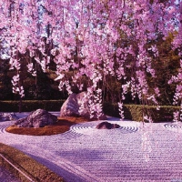 Zen Garden