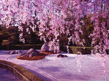 Zen Garden - japan, cherry blossom, sakura, garden, zen, japanese