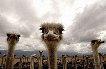 Ostriches - eyelashes, faces, legs, long