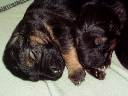 puppies,two weeks old - shepherd, lie, dogs, german