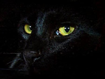 Yellow eyes - face, cat, black, close