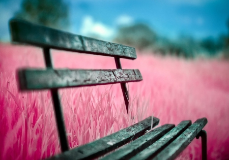 Fields of Pink - sky, bench, pink, clouds, field, trees