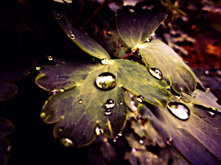 Magic Droplets - dropplets, water, nature, beauty, reflection, leaves