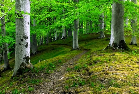 Spring Colour In The Beech Woods - england, darnaway, trees, path, art, forest, beautiful, green, enchanted, grass