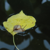 Snail on leaf drown in water