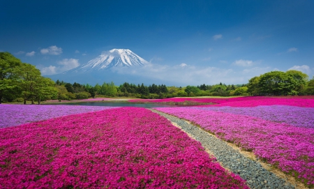 * Field * - flowers, field, trees, nature