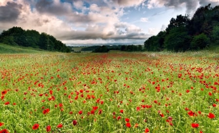 * Field * - flowers, field, sky, nature