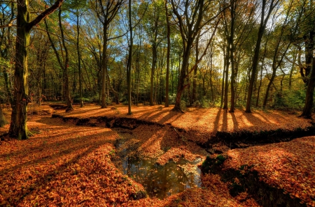 * Forest * - nture, trees, forest, autumn