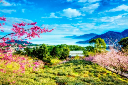 * - nature, field, flowers, flower