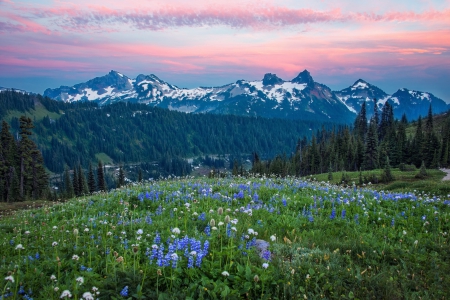 * Field * - flower, mountains, flowers, field, nature