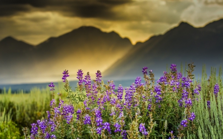 * Field * - flowers, field, mountains, nature