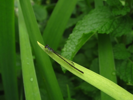 Damselfly. - mints, damselfly, green, plants, leaves