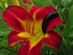 Snail on Lily