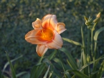 Peach Lily