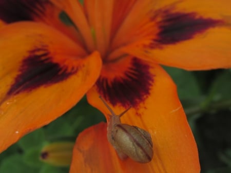 Snail and Flower - lilies, snails, nature, macro, close up photography, animals, orange, flowers