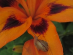 Snail and Flower