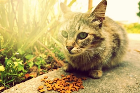 Sunset - pretty, sunset, pet food, awesome, beautiful, cute, cat, outside