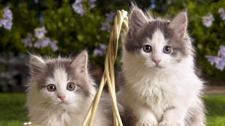 Friends - fur, white, kittens, ears, pink nose, cats, friends