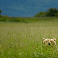 Teddy bear