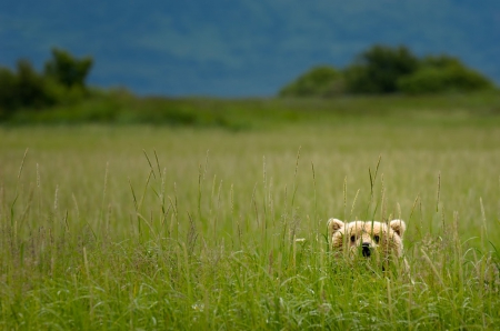 Teddy bear - green, teddy bear, photo, bear