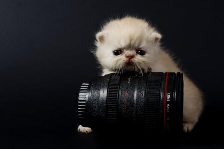 Photographer - paws, face, pretty, cute, animals, beautiful, cat, sleeping, kitty, cats, kitten, hat, lovely, cat face