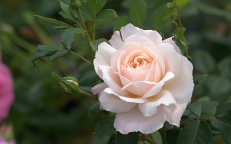 Rose - beautiful, white, pink, rose