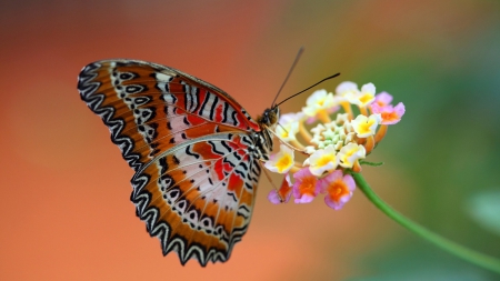 Butterfly - flower, butterfly, amazing, colors