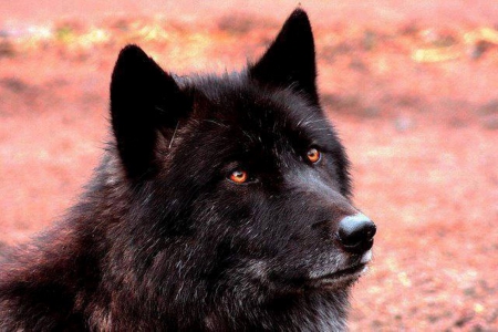 BLACK WOLF - nature, wolf, black, animals