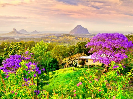 Beautiful Purple flowers - sky, trees, landscape, paradise, mountains, nature, green nature, forces of nature, splendor, flowers, grass, lovely flowers