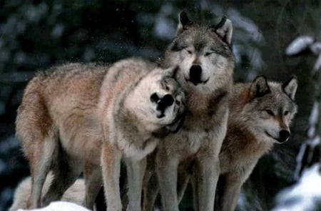 WOLVES IN WINTER COAT - winter, nature, Wolves, snow, coat, animals