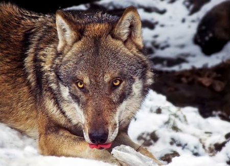 IT'S NOT WHAT YOU THINK - wolf, nature, animals, snow, cleaning