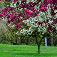 Spring In Full Bloom