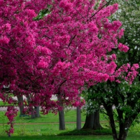 Spring Flowers