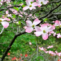 Pink Flowers