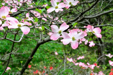 Pink Flowers - pretty flowers, Pink Flowers, sping flowers, pink