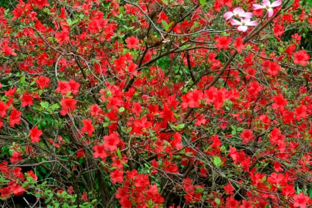 Full Bloom - flowers, roses, Full Bloom, red roses, red flowers