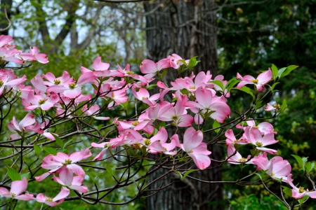 Spring Blossom - spring flowers, pink flowers, spring bloom, spring blossom