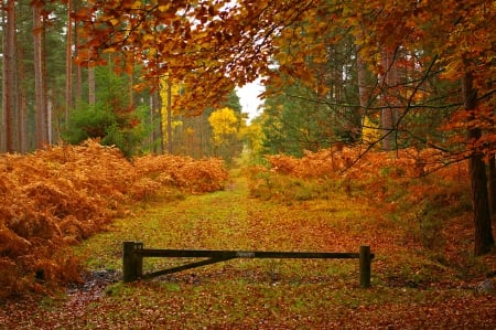 * Autumn in forest * - nature, autumn, forest, trees