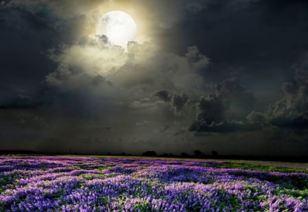 Field of lavender scented moonlight - universe, moonlit, odor, panorama, hq, colorful, darkness, field, meadow, moons, white, amazing, purple, view, cool, dark, magic nights, moonlight, landscape, scenic, scented, light, parfum, smell, space, nature, fragrant, beautiful, beauty, nice, photography, high quality, image, brightness, black, silver, clouds, green, scene, lavender, moon, magical, night, colored, violet, picture, bright, blue, scenery, coloured, splendor, awesome, flowers, perfume, colors, photo, natural