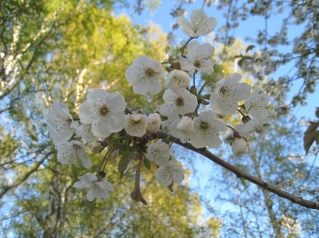 Cherrybloom - white, nature, sky, trees, cherrybloom, colors, flowers, spring