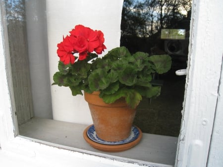 Red Geranium - pot, windowsill, window, curtains, flower, red, green, Geranium, glass