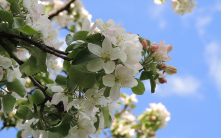 * Spring * - flowers, spring, flower, nature