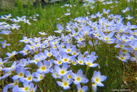 A Spring Bunch on a Bump - hill, nature, blue, colorful, field, flowers, country, spring