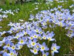 A Spring Bunch on a Bump